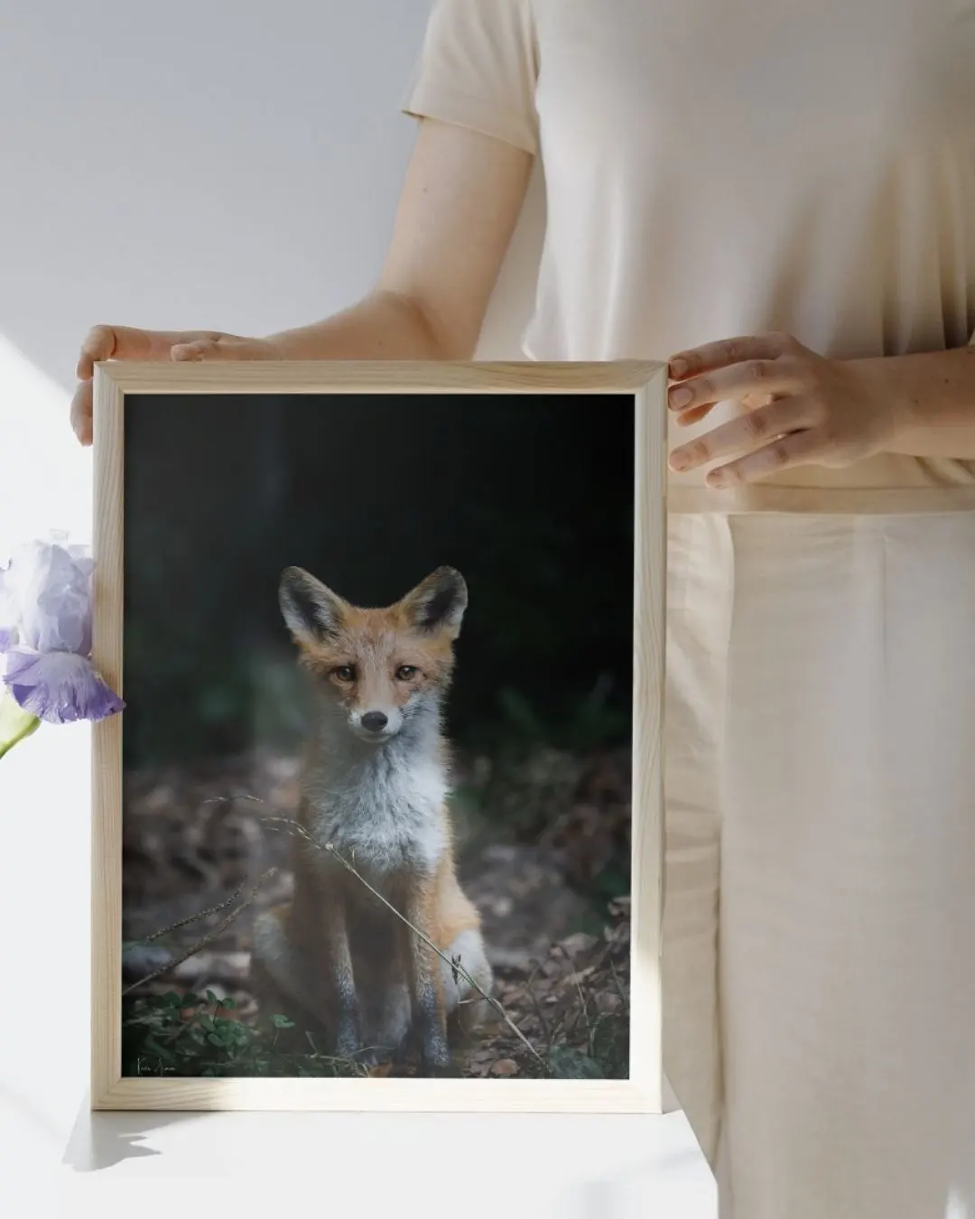 Tirage d’art d’un renard tenu entre deux mains