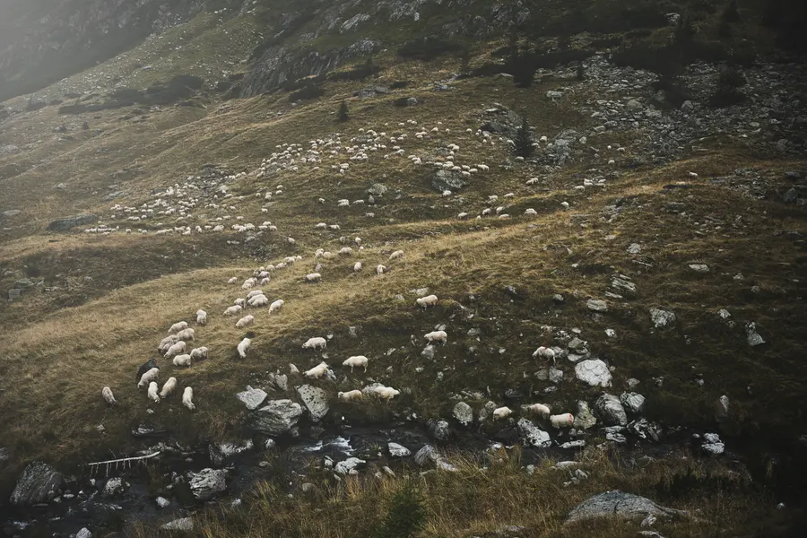 Un troupeau de moutons sur un versant de montagne