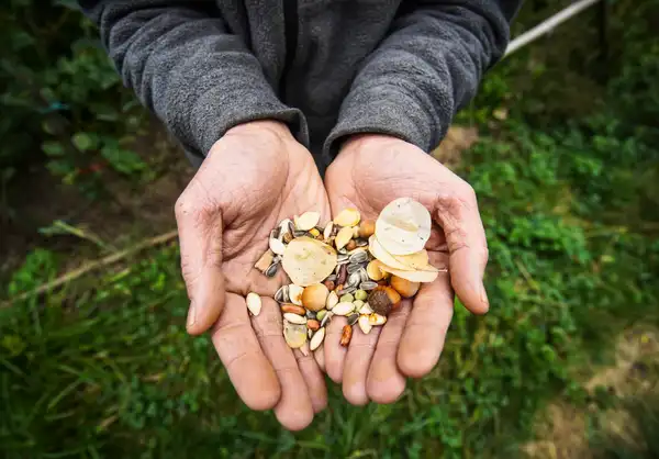 Des graines au creux de deux mains