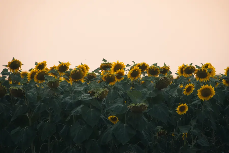 Un champ de tournesols sous un ciel rose
