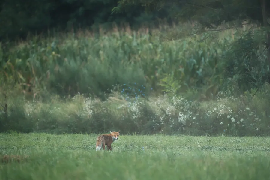 Un renard roux dans une prairie, à la lisière de la forêt