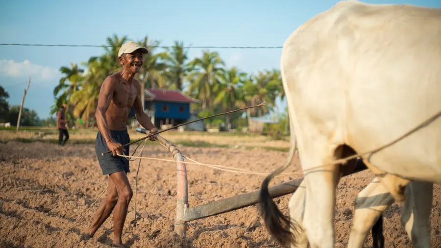 Un paysan laboure avec un bœuf