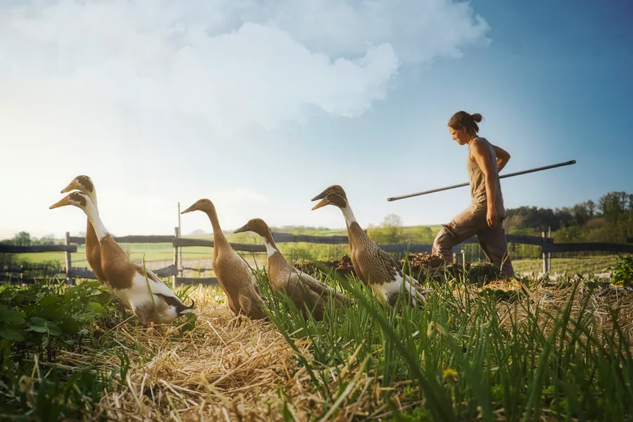 Des canards coureurs menés dans un pré