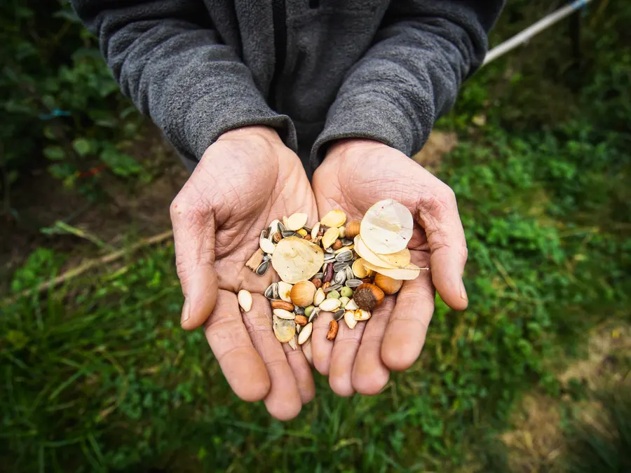 Des graines au creux de deux mains