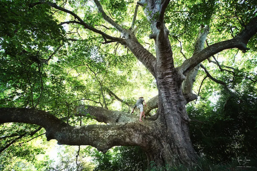 Un arbre centenaire aux branches tortueuses
